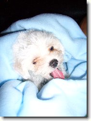 n� mil��ek Cassie