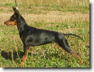 Trpasli�� pin�