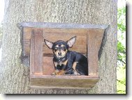 Pra�sk� krysa��k