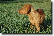 Daggy n�m za�al vystavovat