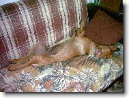 ka�d� n�meck� pin� pat�� do postele