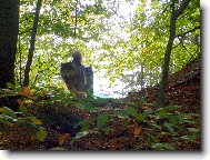 Podzimn� pohled do lesa