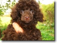 T��m�s��n� fenka pudla toy