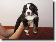 Atosek Rexigo -4 t�dny