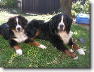 Brahms Eleuteria a Ch.Carda z Mile�ovsk� sala�e