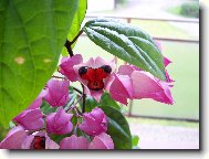 Blahoke� ,klerodendrum