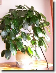 Stefanotis,v�ncovec kv�tnat�