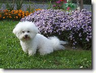 Andy z �erven�ch roklin