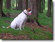 american bulldog /typ standart/..16m�s.fenka