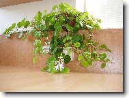 Plektrantus - cel� rostlina