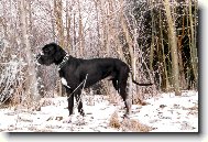 Dante �esk� Sirius