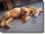 Nelli�ka hajink�