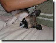 Elf Balek - Bl�enec