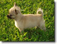 Jeles-le od Vyd�� z�toky