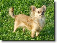 Beyla Svinovsk� pahorek