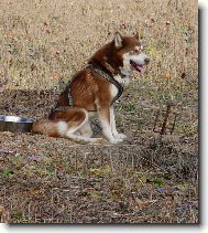 malamut z�vodn�k