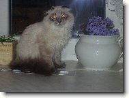 skotsk� klapouch� ko�ka