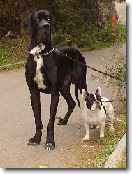 Cyrillius Regia Uttis + star�� br�cha