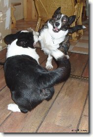 Takhle si um�me hr�t - www.luckyveles.wz.cz