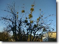 jmel� na m� zahrad�