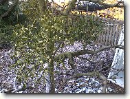 jmel� na m� zahrad�