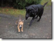 Ut�kej prcku, ut�ke, hon� t� labrador velikej!