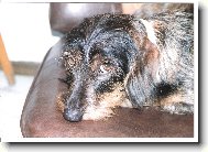 G�bi Staccato Bohemia