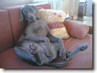 Ambra od Voka�ovsk�ho rybn�ka