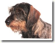 G�bi Staccato Bohemia