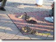 Setk�n� s kobrou