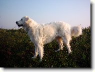 Brita-17 m�s�c�