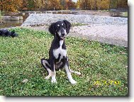 Mir�ja z Farzistanu