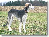 Aischaja Yrtep 4 a p�l m�s�ce