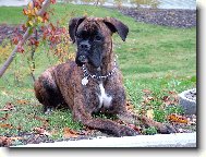 S�ra ,dcera Pegy�i