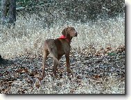 Paddy je r�d v lese