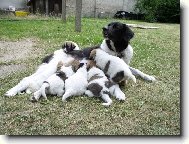 Francis Netolick� obora