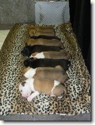 pup�ci ch.stanice Gaster