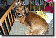 Terezka v post�lce