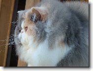 Wata Gashi R�mu-Martin