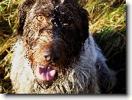 �esk� fousek Monika 2