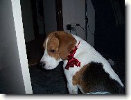 v�no�n� d�re�ek