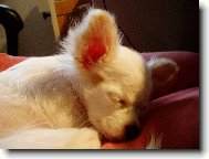 Sladk� sn��ky...