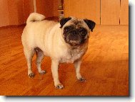 mops�k