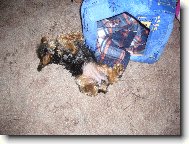 v te boudi�ce je ale horko