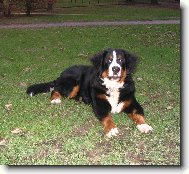 Astor Polepsk� �dol�