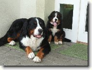 Astor Polepsk� �dol�