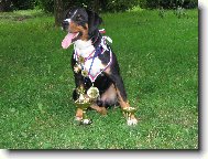 Arcos z Tich�ho �dol�