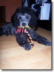 Oskar z Bene�ova nad Plou�nnic�