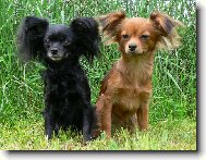 Rusk� Toy v chovatelsk� stanici ze Zlat� Jalny