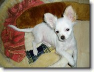 N� kr�sny mal� chlp��ik